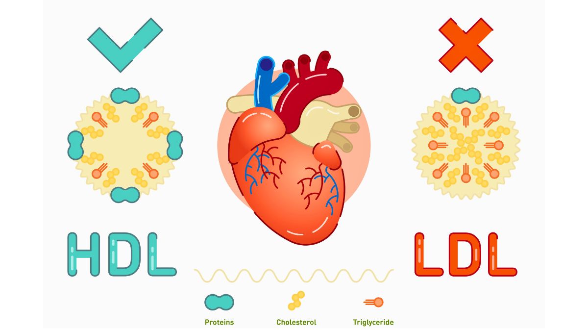 Cholesterol HDL vs LDL