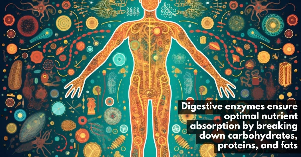 Digestive enzymes break down carbs proteins and fats