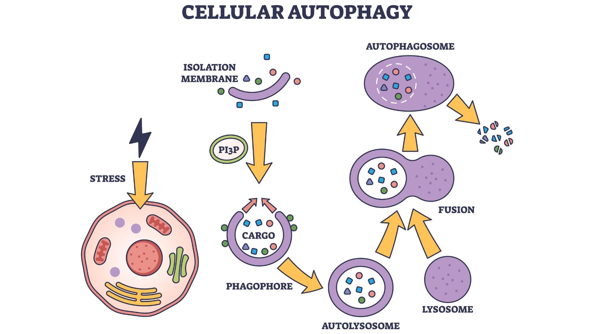 Fasting For Autophagy
