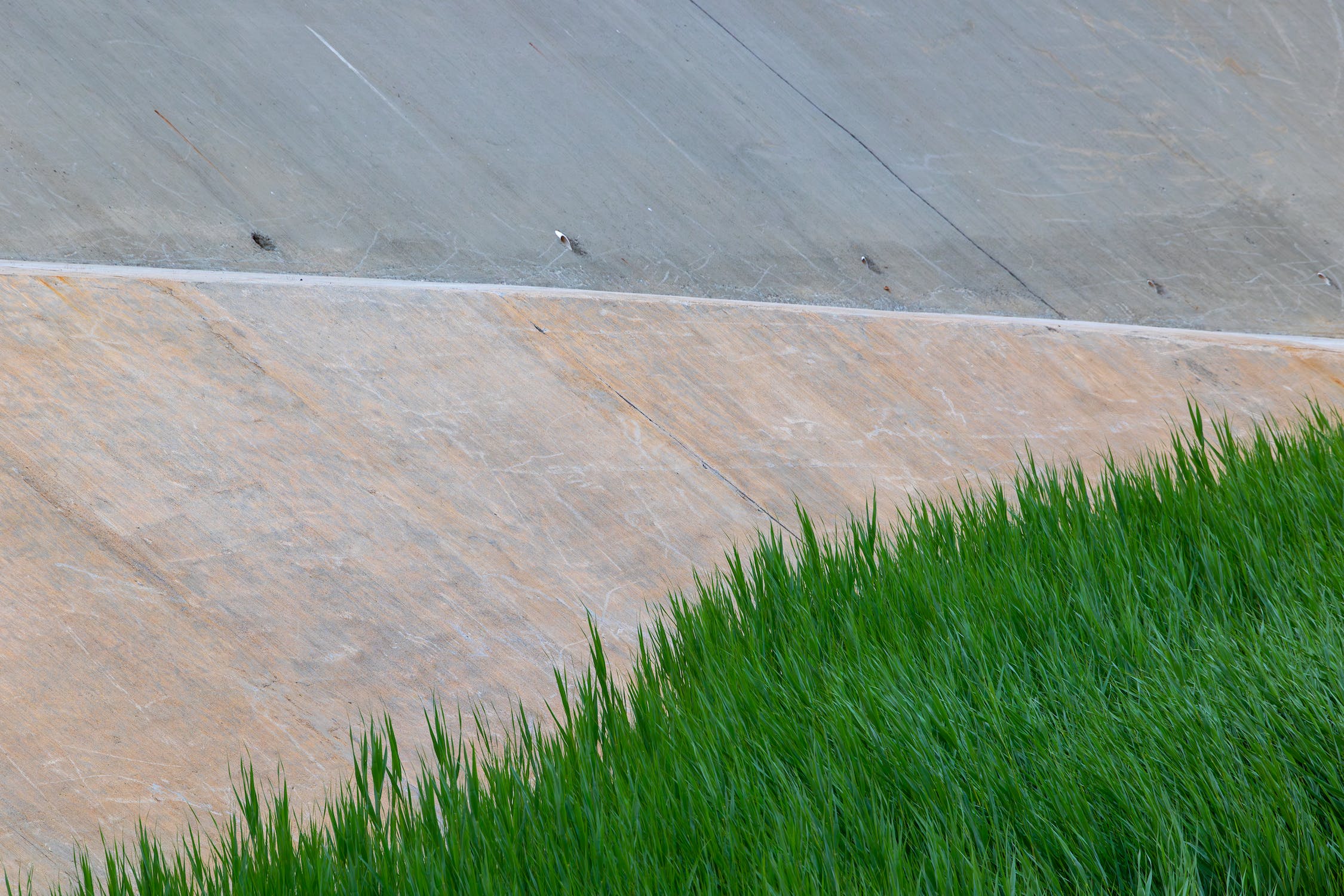 Wheatgrass Growing under Granite Wall