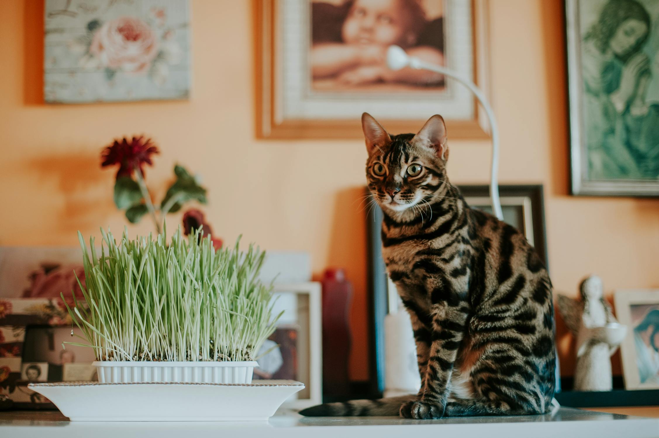 A Bengal Cat Sitting Beside Wheatgrass on a White Surface