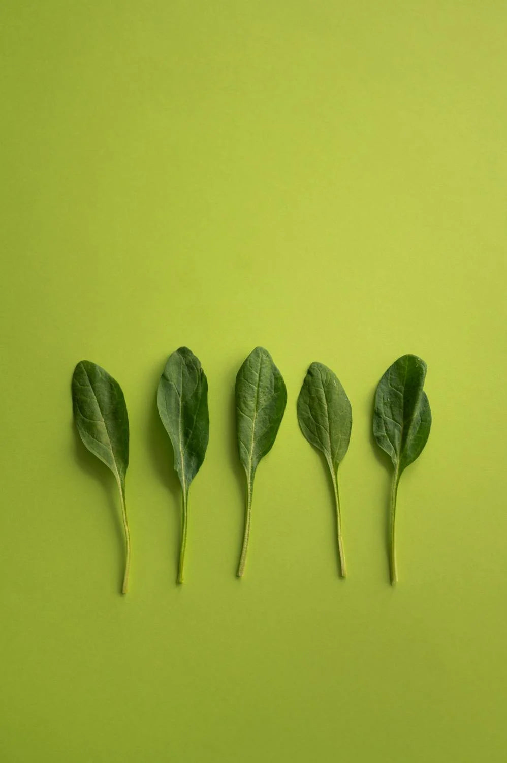 Leaves of spinach on green backdrop