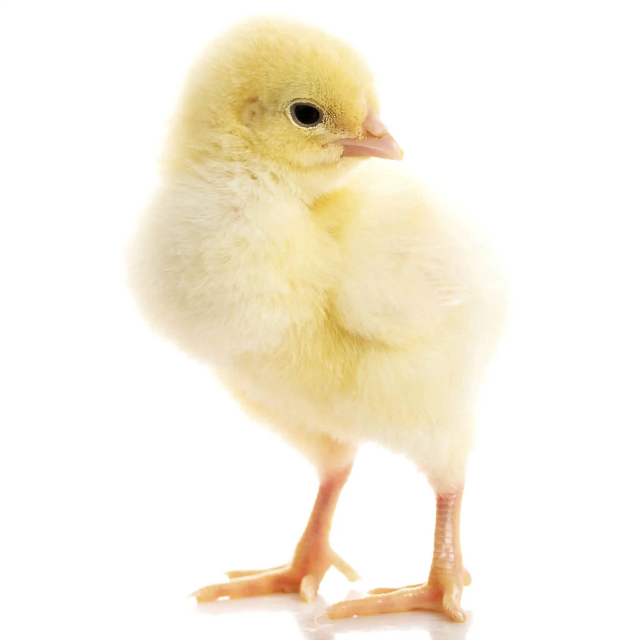 PLT Frozen Chicks - Reptile Centre product image