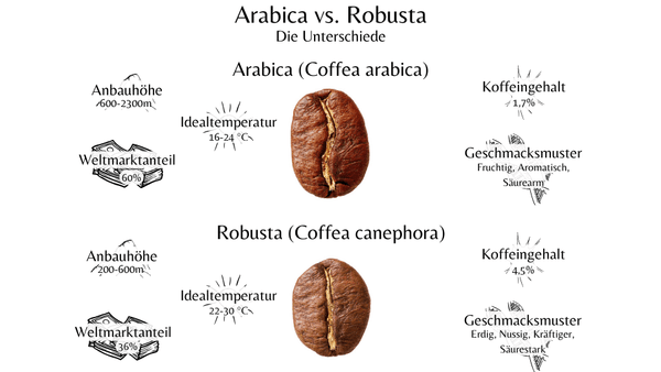 Die genauen Unterschiede von Robusta und Arabica-Bohnen, erklärt anhand von Anbauhöhe, Koffeingehalt, Weltmarktanteil, Idealtemperatur & Geschmacksmuster.