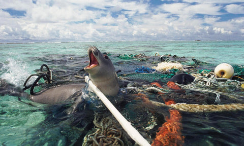 Seal caught in fishing nets in the sea