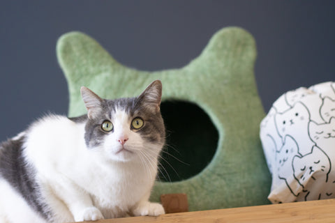 Cat in front of Ear Cave in Winter