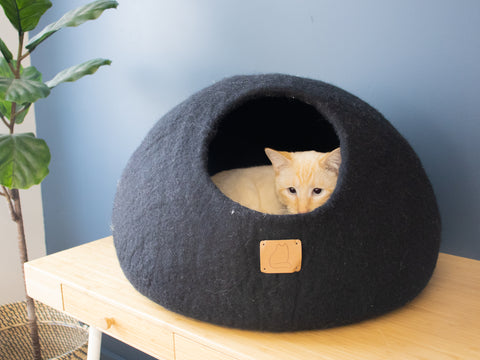 Older cat resting in Round Cat Cave