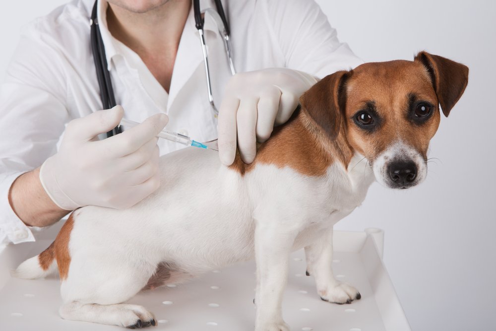 Dog Vaccinations | Etobicoke Vet | Dog Shots