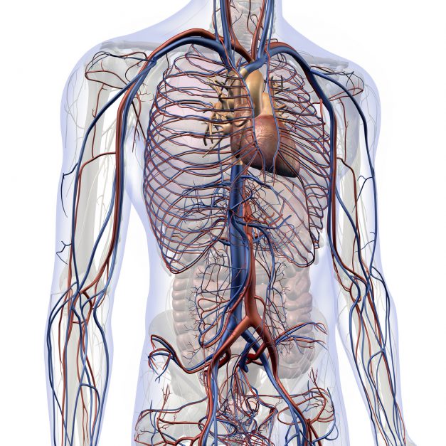 Male Internal Anatomy of Heart and Circulatory System