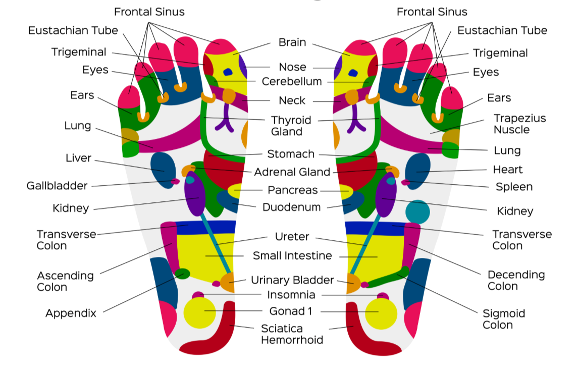 foot-reflexology-chart-and-sole-reflexive-zones