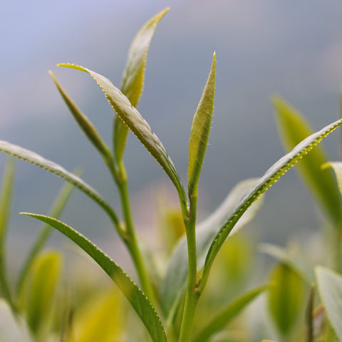 tea leaves