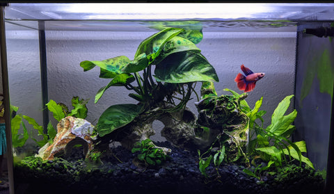 How To Set Up A Betta Fish Tank: Step-By-Step Guide