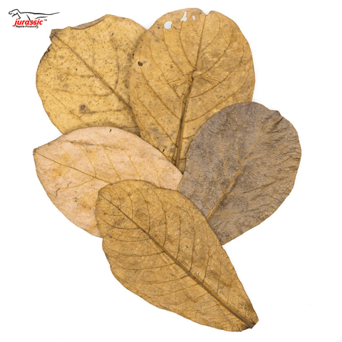 Indian Almond Leaves