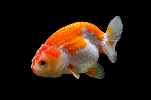 Ranchu Red White Goldfish