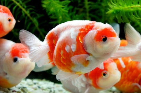 Sakura Goldfish