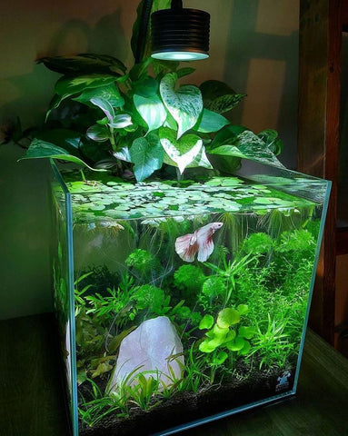 How To Set Up A Betta Fish Tank: Step-By-Step Guide