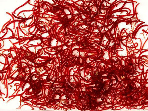 Bloodworms - Best Food For Betta Fish