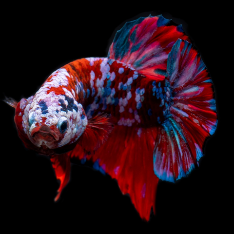 koi Red Galaxy Betta Fish