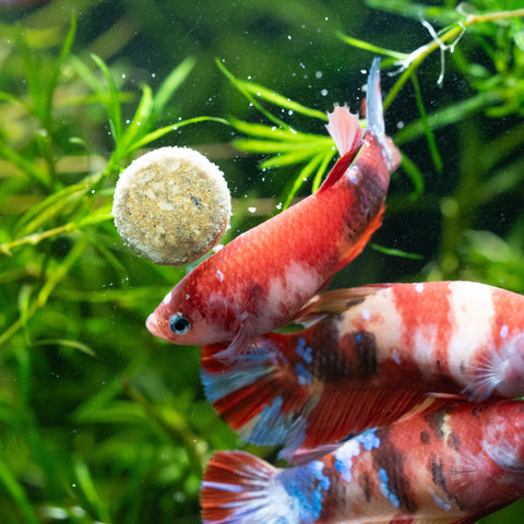 Nemo Female Betta Sorority