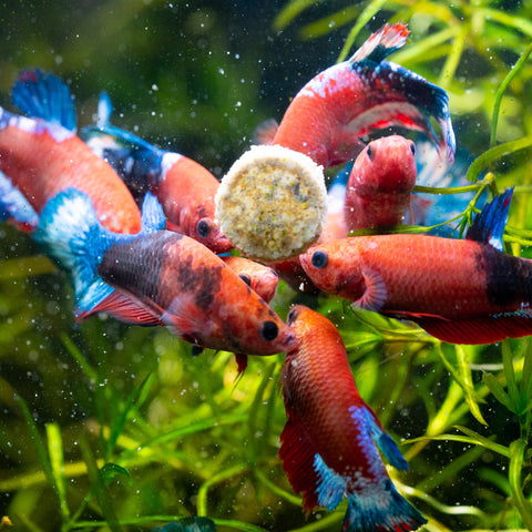 Group of Female Betta Fish