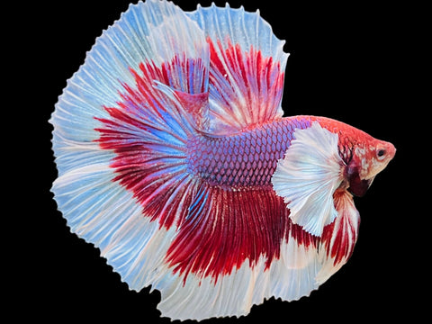 Dumbo Lavender Halfmoon Male Betta Fish