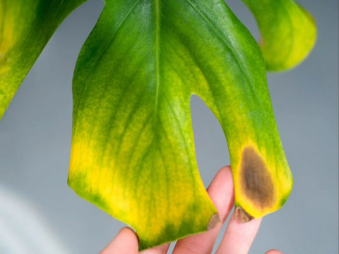 Monstera Plant Leaf Spot