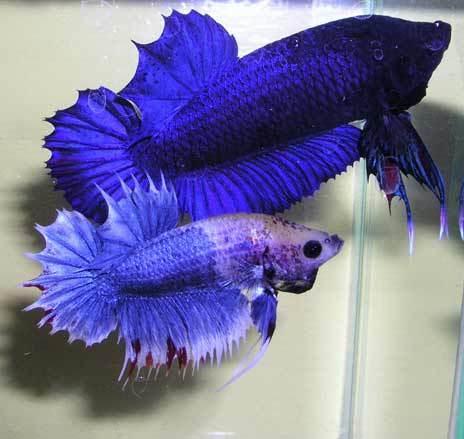 Giant Betta Fish