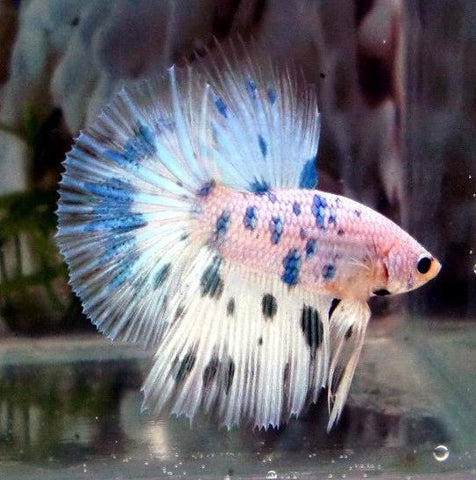 Blue Marble Dot Betta Halfmoon