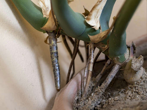 Monstera Plant Root Rot