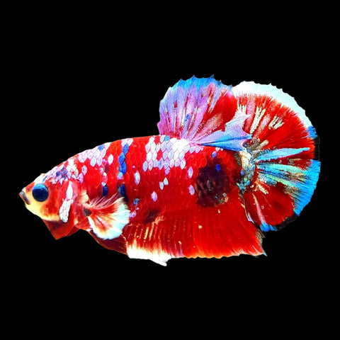Koi Red Gold Galaxy Betta Fish