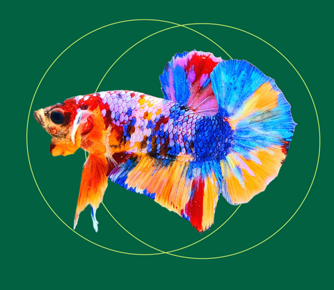 Plakat Betta Fish