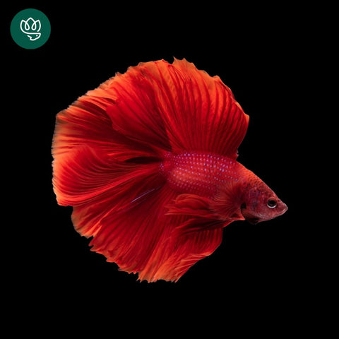 Super Red Halfmoon Male Betta