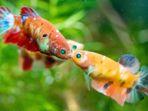 Nemo Neon Female Betta Sorority