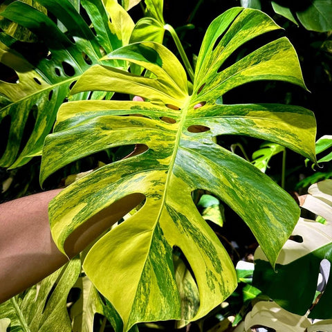 Monstera deliciosa 'Yellow Marilyn'