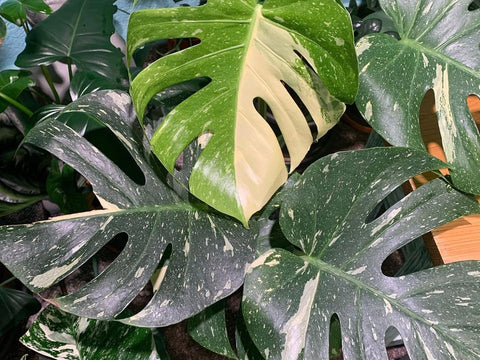 Monstera Thai Constellation: Care, Growth & Troubleshooting Guide