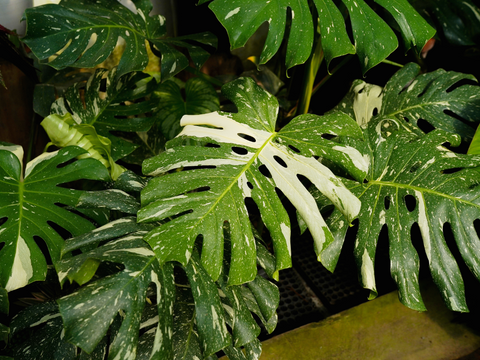 Monstera Thai Constellation