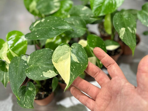 Monstera Thai Constellation: Care, Growth & Troubleshooting Guide