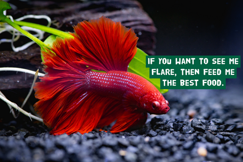 The Ultimate Betta Fish Food Guide for Vibrant Colors