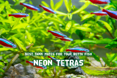 The Betta Fish Tank Mate Guide: What Works and What Doesn't