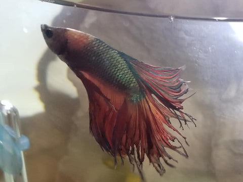 Betta Fish Fin Rot Disease