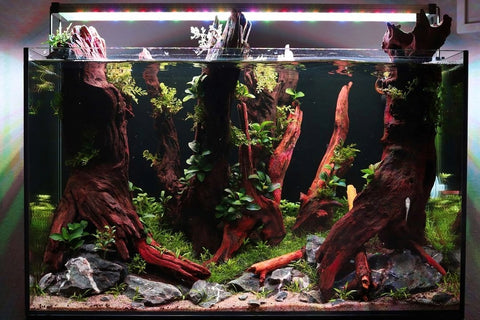 How to Achieve Maximum Lifespan for Your Betta Fish: Top Insider Tips Revealed!