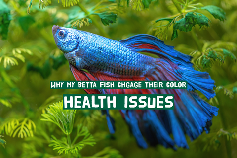 Betta Fish Change The Color by Health Issues