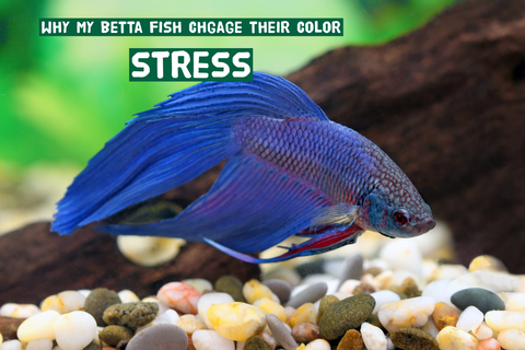 Betta Fish Change The Color by Stress