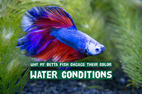 Betta Fish Change The Color By Water Condition