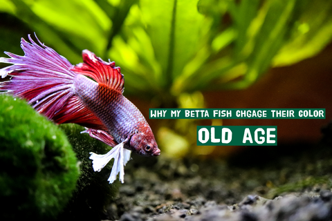 Betta Fish Change The Color by Old Age