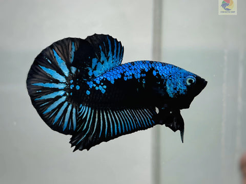 Blue Samurai Plakat Male Betta Fish