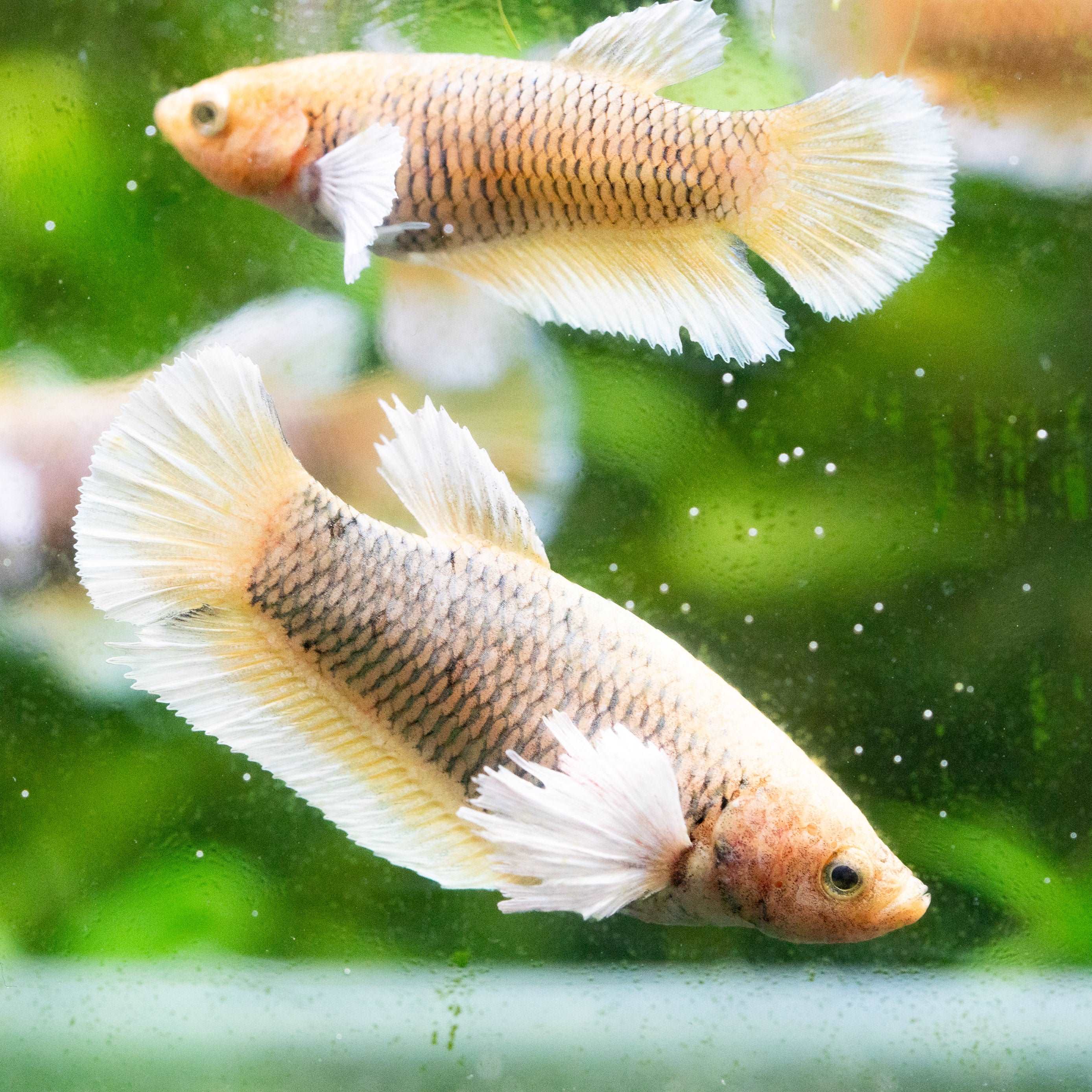 Dumbo Pineapple Female Betta Fish Sorority