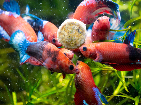 Fancy Red Star Female Betta Fish Born and Raise Together