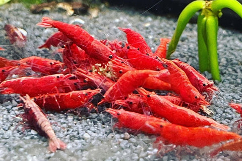Feeding Freshwater Red Cherry Shrimp