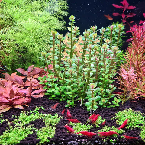 Red Cherry Shrimp Tank With Aquatic Plants